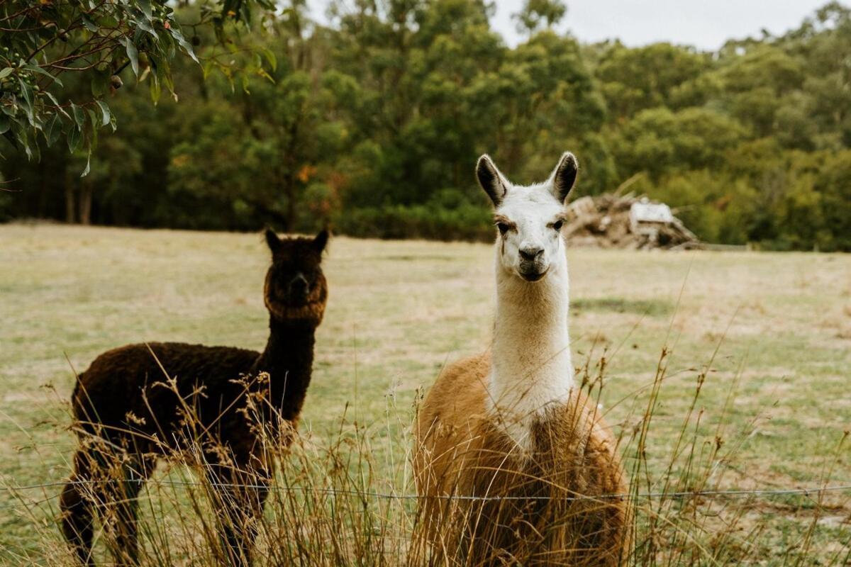 Launching Place The Temple - Country Farm Retreatヴィラ エクステリア 写真